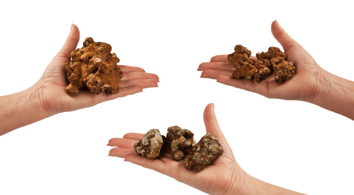 Hollandia, Atlantis, Mexicana Truffle - Awake