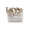 17 Awake Cultivation Kit™