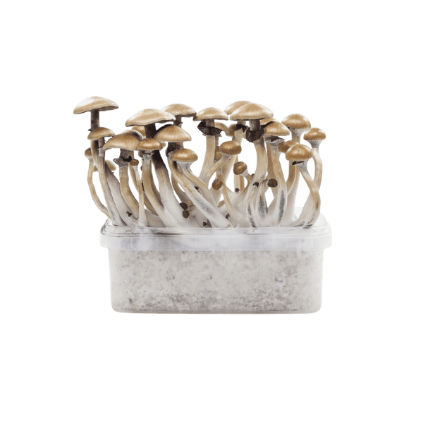 Awake Cultivation Kit™
