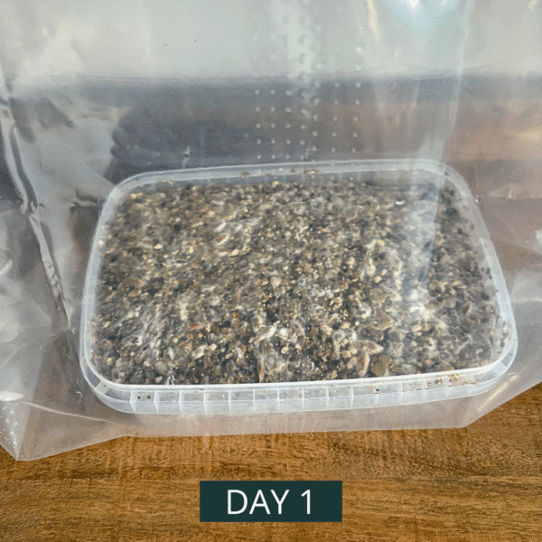 Awake Cultivation Kit™