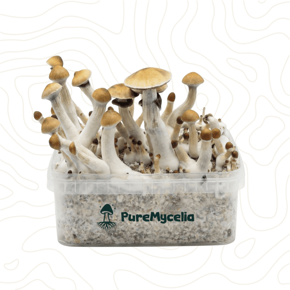 PureMycelia™ Grow Kit