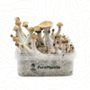 PureMycelia™ Grow Kit