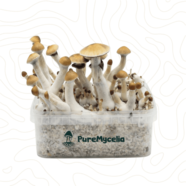 PureMycelia™ Grow Kit