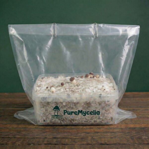 PureMycelia™ Grow Kit